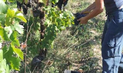 Vendanges