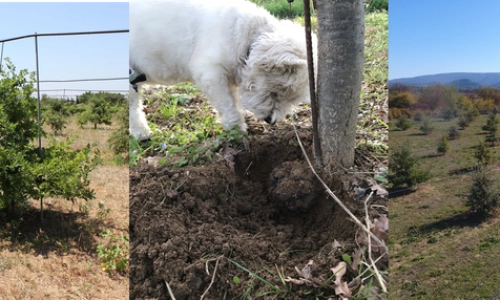 Démonstration de cavage