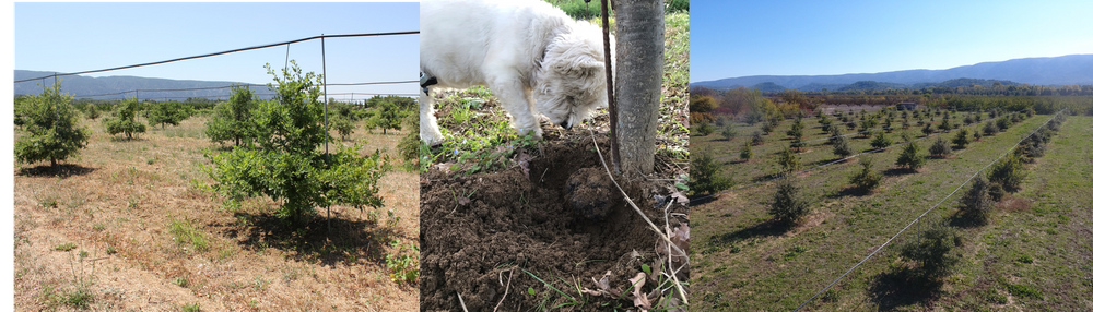 Pépinière Moine - Cabrières d'Avignon