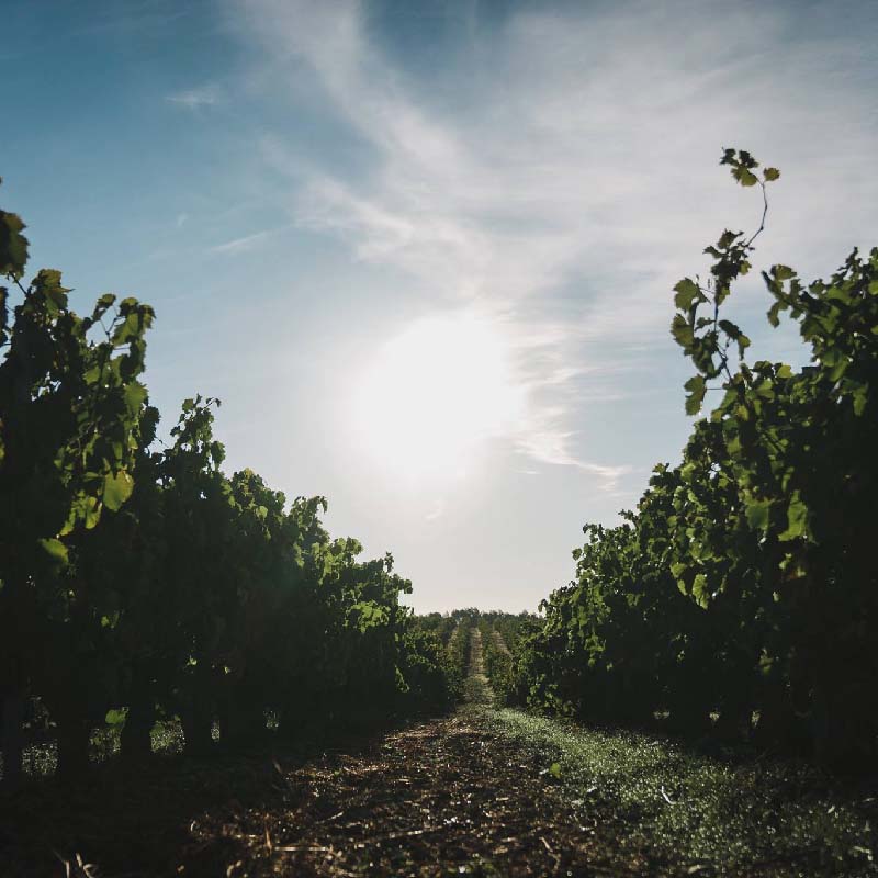 Stroll of the Senses Tour at Château La Verrerie in Puget