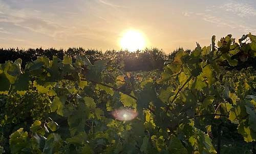 Vigne baignée de lumière