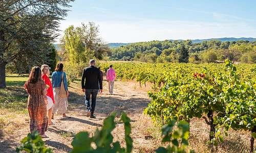 Balade dans le vignoble