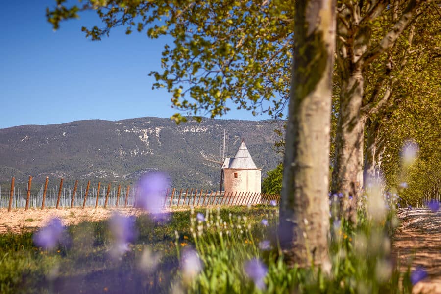 Castle of Sannes in the Luberon Château de Sannes surrounded by vineyards, lavender and cypress trees in the Luberon