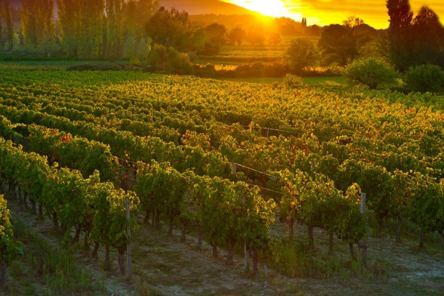 Wine tasting and gourmet pairings during