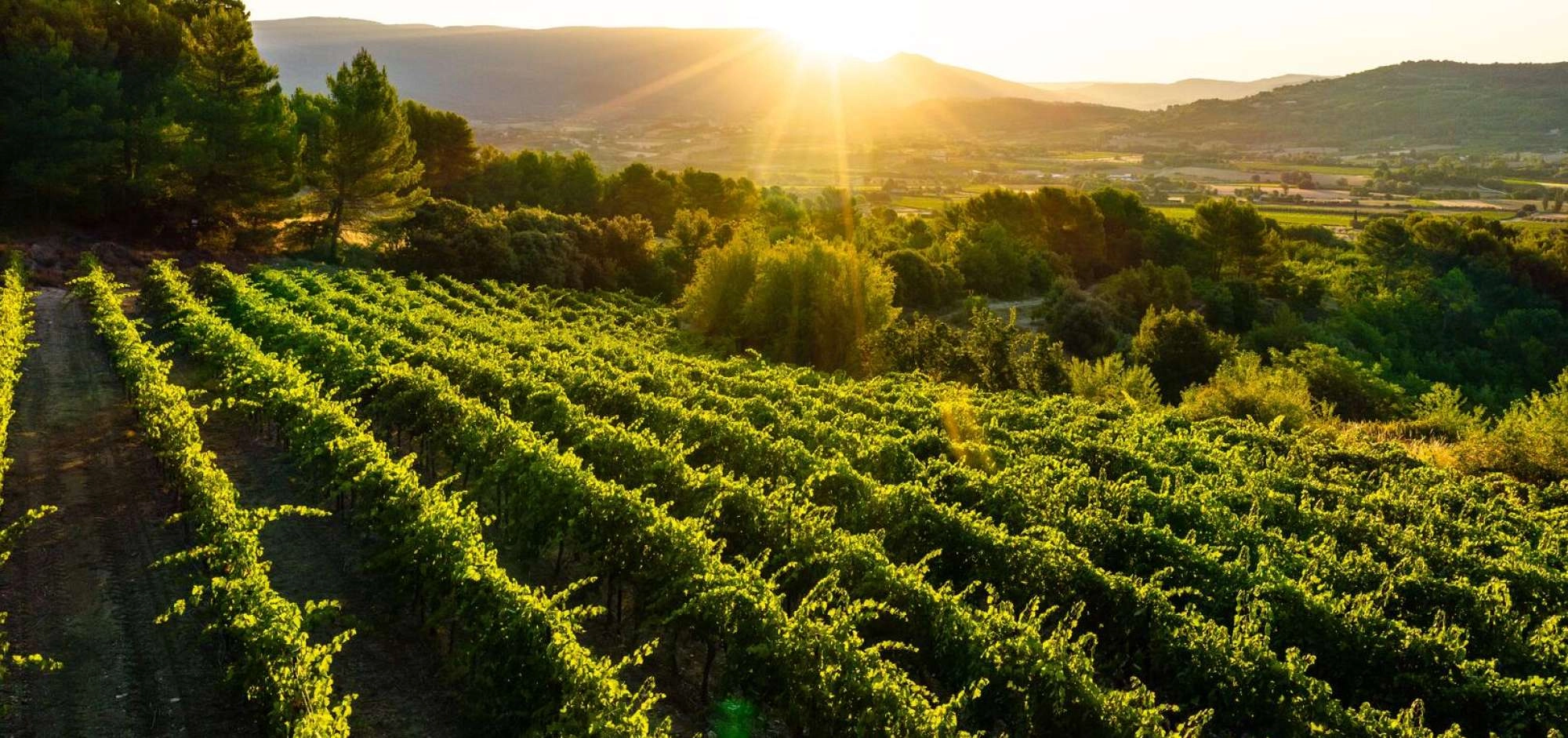 Sunsets Vignerons 2026 at the Cave de Lumières