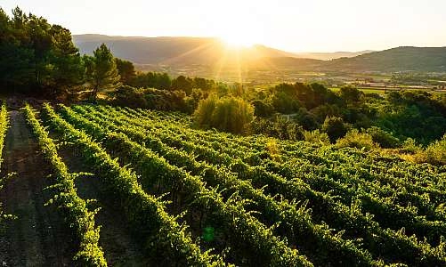 Sunsets Vignerons 2025 à la Cave de Lumières_Goult