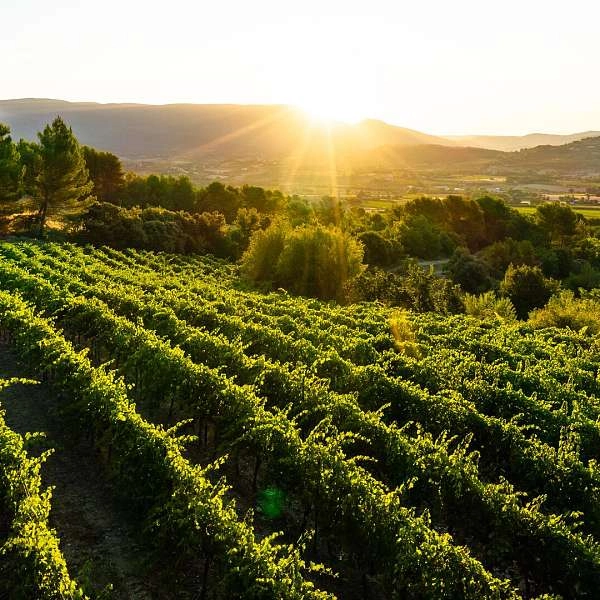 Sunsets Vignerons 2026 at the Cave de Lumières