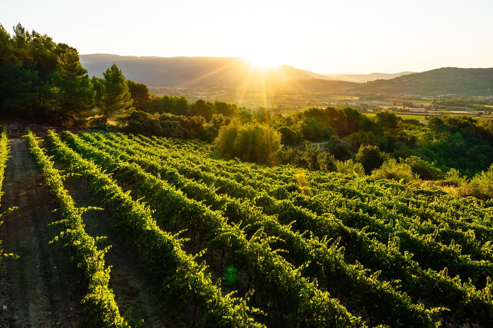 Wine tasting and Mediterranean cuisine during