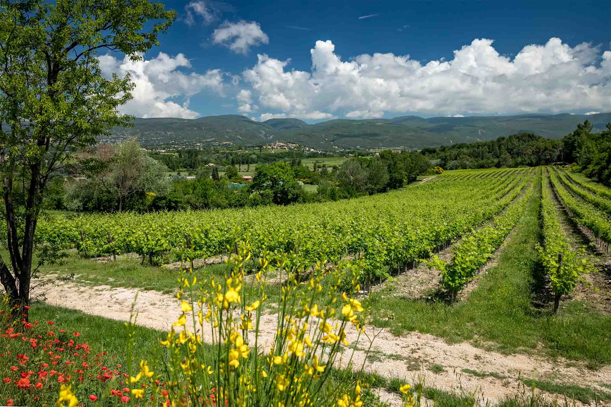 Vineyards of Château Saint Pons Vignes du Chateau Saint Pons in Villars dans le Luberon