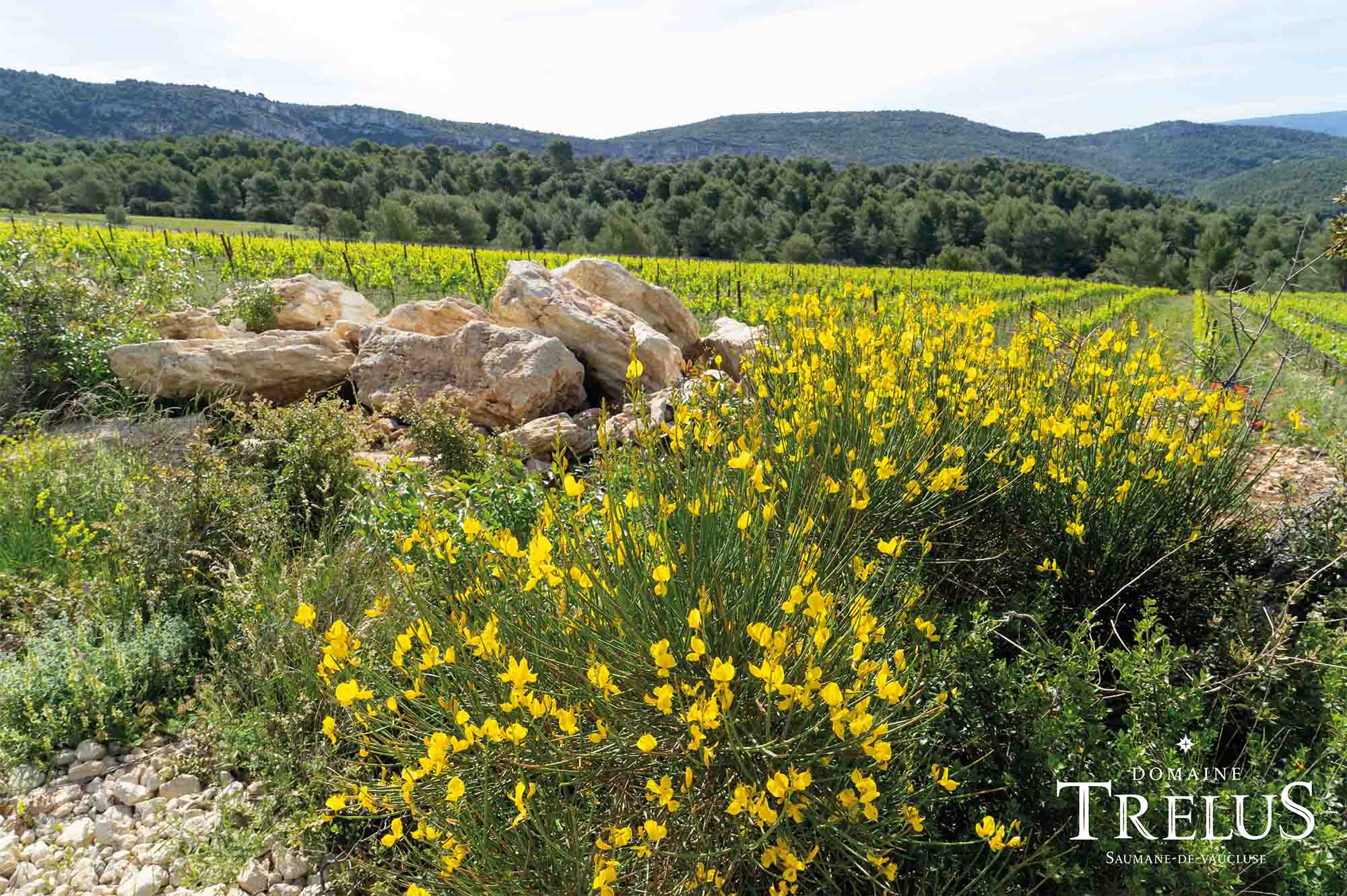Domaine Trélus in Saumane-de-Vaucluse Domaine Trélus on the heights of Saumane-de-Vaucluse