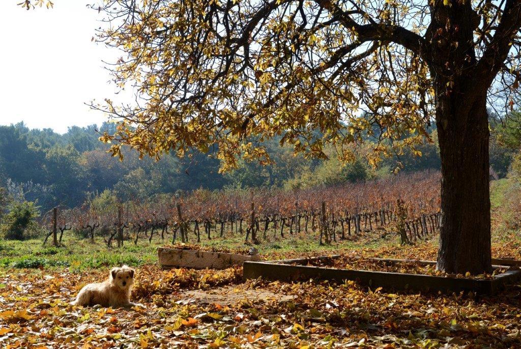 Domaine de la Verrière in Goult face à la montagne du Luberon