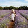 Lavender fields in the Luberon in summer