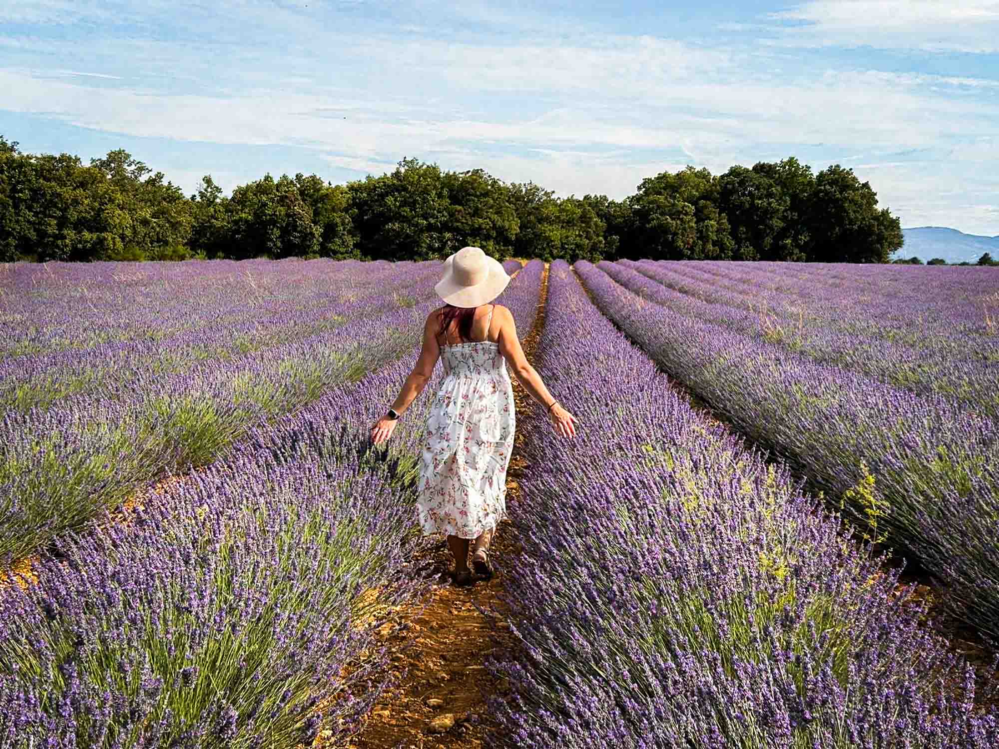 Lavender field in the Luberon