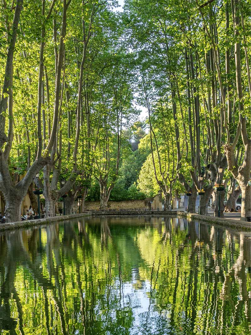 Reflection of plane trees in the Cucuron pond