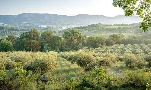 Pique-nique dans l'Oliveraie à La Bastide du Laval_Cadenet