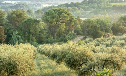 Pique-nique dans l'Oliveraie à La Bastide du Laval_Cadenet