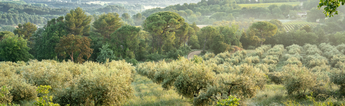View of the olive grove at Bastide du Laval in Cadenet, Luberon