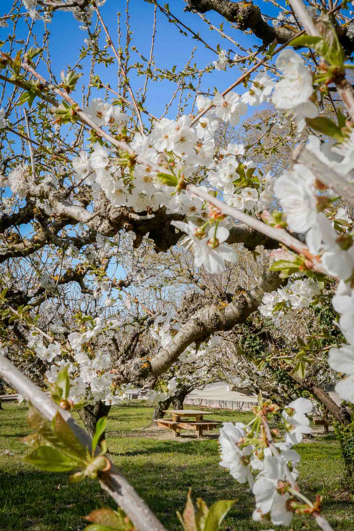 A bucolic break beneath the blossoming cherry trees in Vaugines A wooden picnic table set in a lush green meadow, seen through the branches of a cherry tree covered in white blossom under a blue sky.