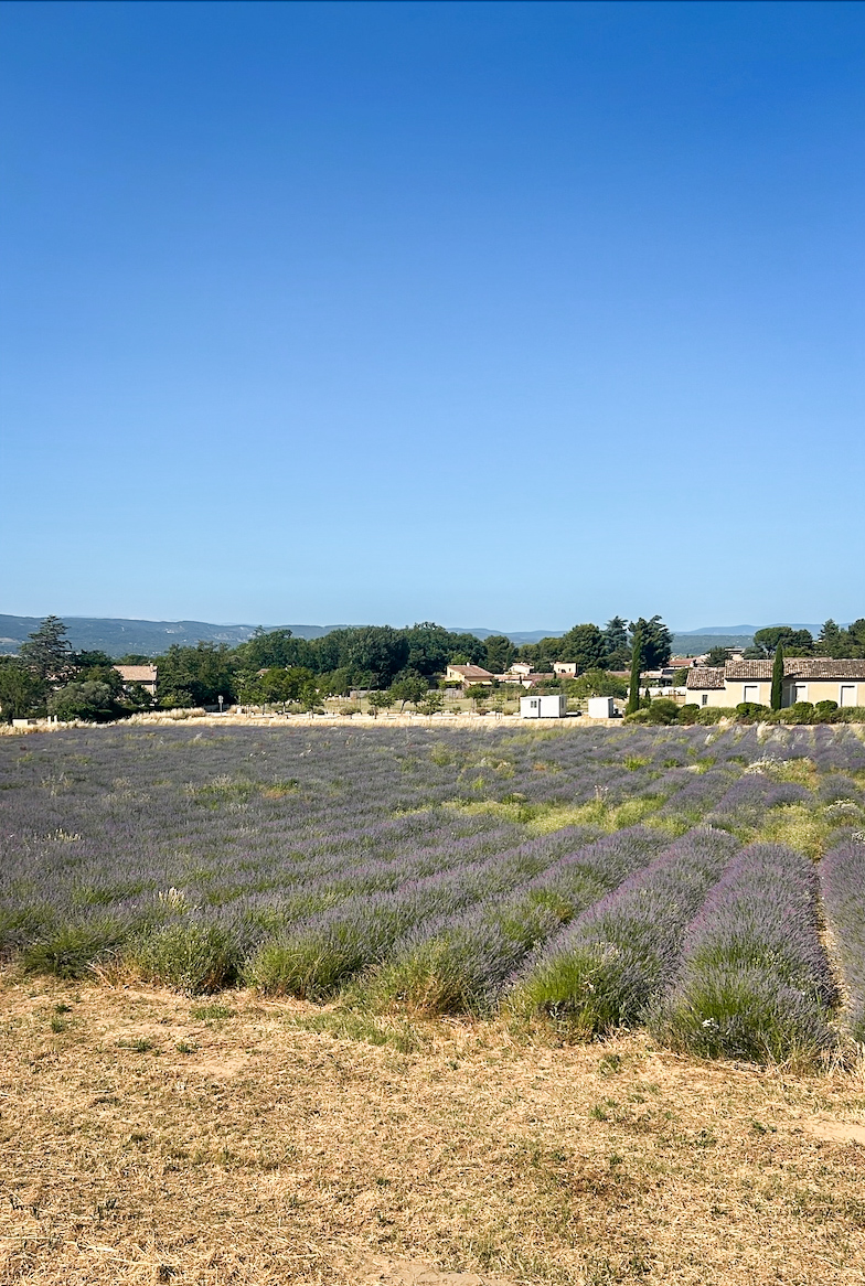 A bucolic break scented with lavender facing the old village of Maubec Panoramic view of a vast lavender field in bloom in Maubec, stretching beneath a wide cloudless blue sky, with a few village houses in the background.