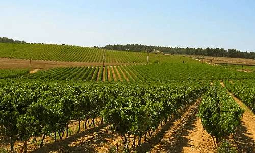 vignoble-domaine-du-coffre-02.jpeg