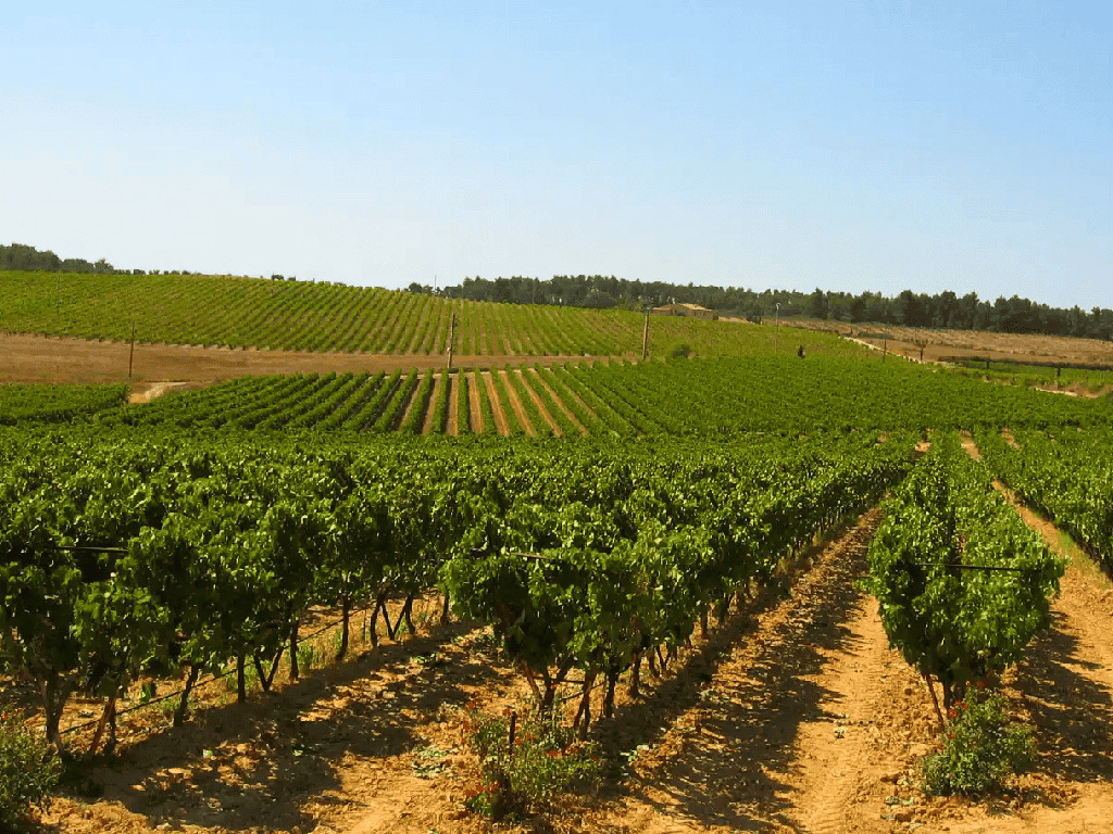 Wine tasting during Sunsets Vignerons Wine tasting and gourmet pairings during