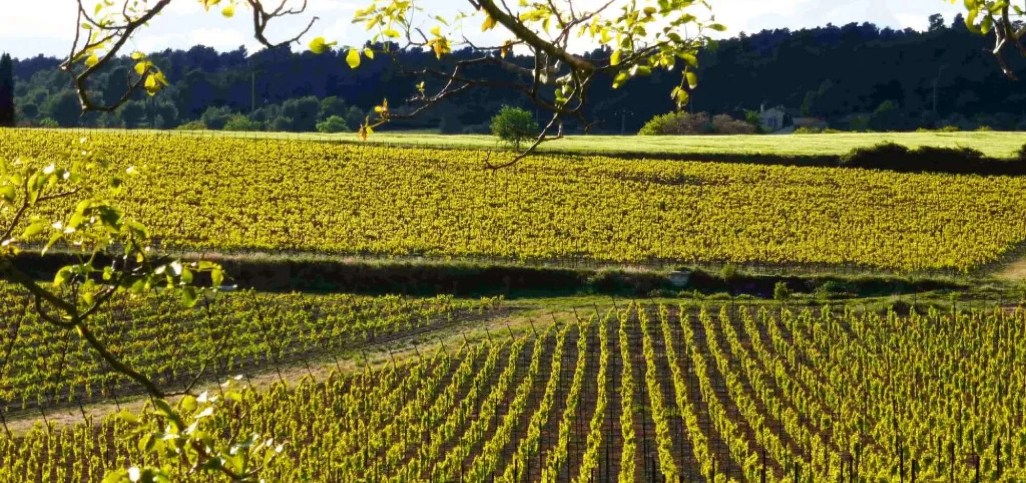 2026 winemakers sunsets at Domaine du Coffre