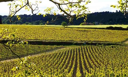 vignoble-domaine-du-coffre-01.jpg