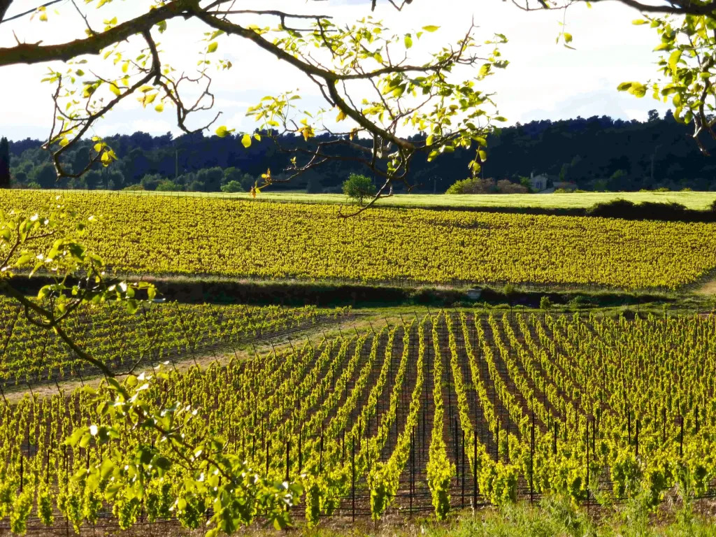 Domaine du Coffre vineyards Domaine du Coffre vineyards à Pertuis dans le Luberon