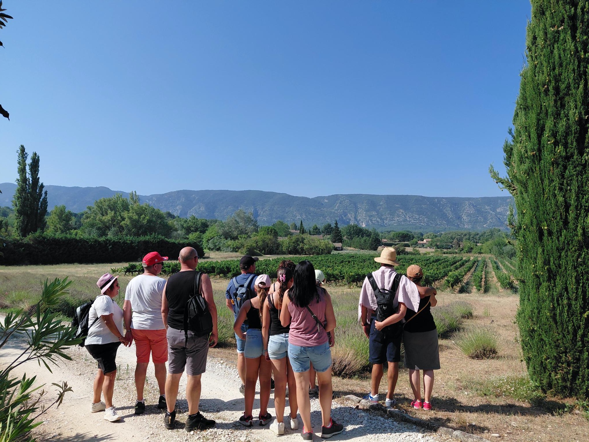 Wine walk through the vineyards of the Luberon with a guided group