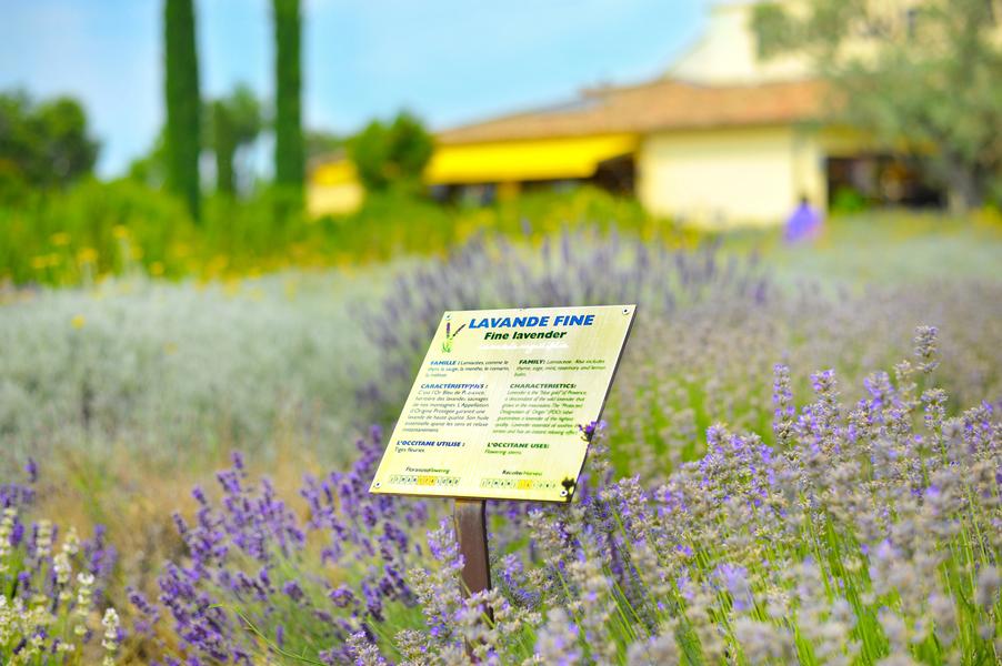 A walk through L'Occitane's Mediterranean garden, a lush space showcasing the plants used in their skincare products.