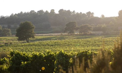 Au coeur du vignoble au Domaine 