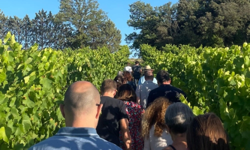 Au coeur du vignoble au Domaine 