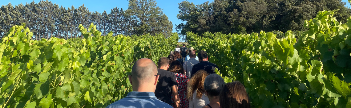 Wine tasting and charcuterie and cheese pairings during