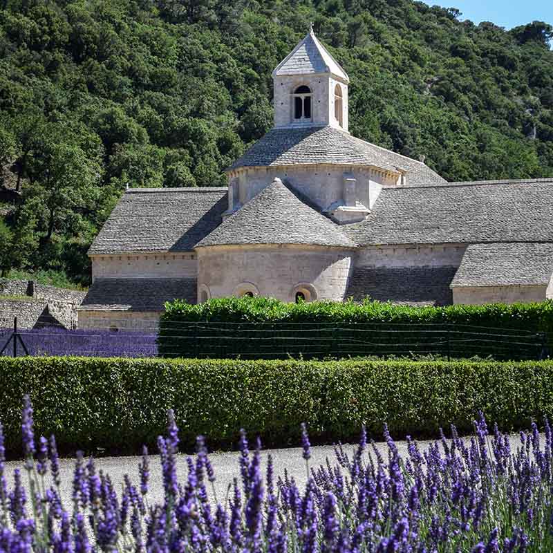 Sénanque Abbey in the Sénancole valley, apse of the abbey church in limestone, surrounded by lavandin fields