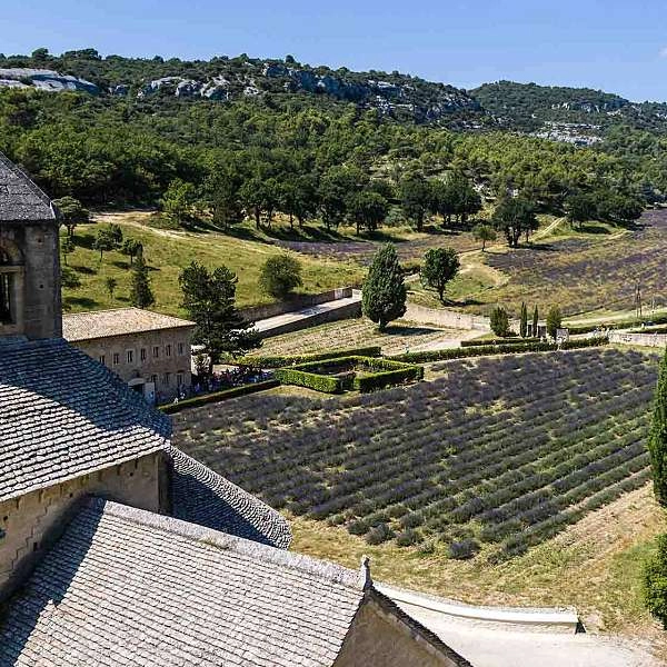 Discover Sénanque Abbey Step by Step