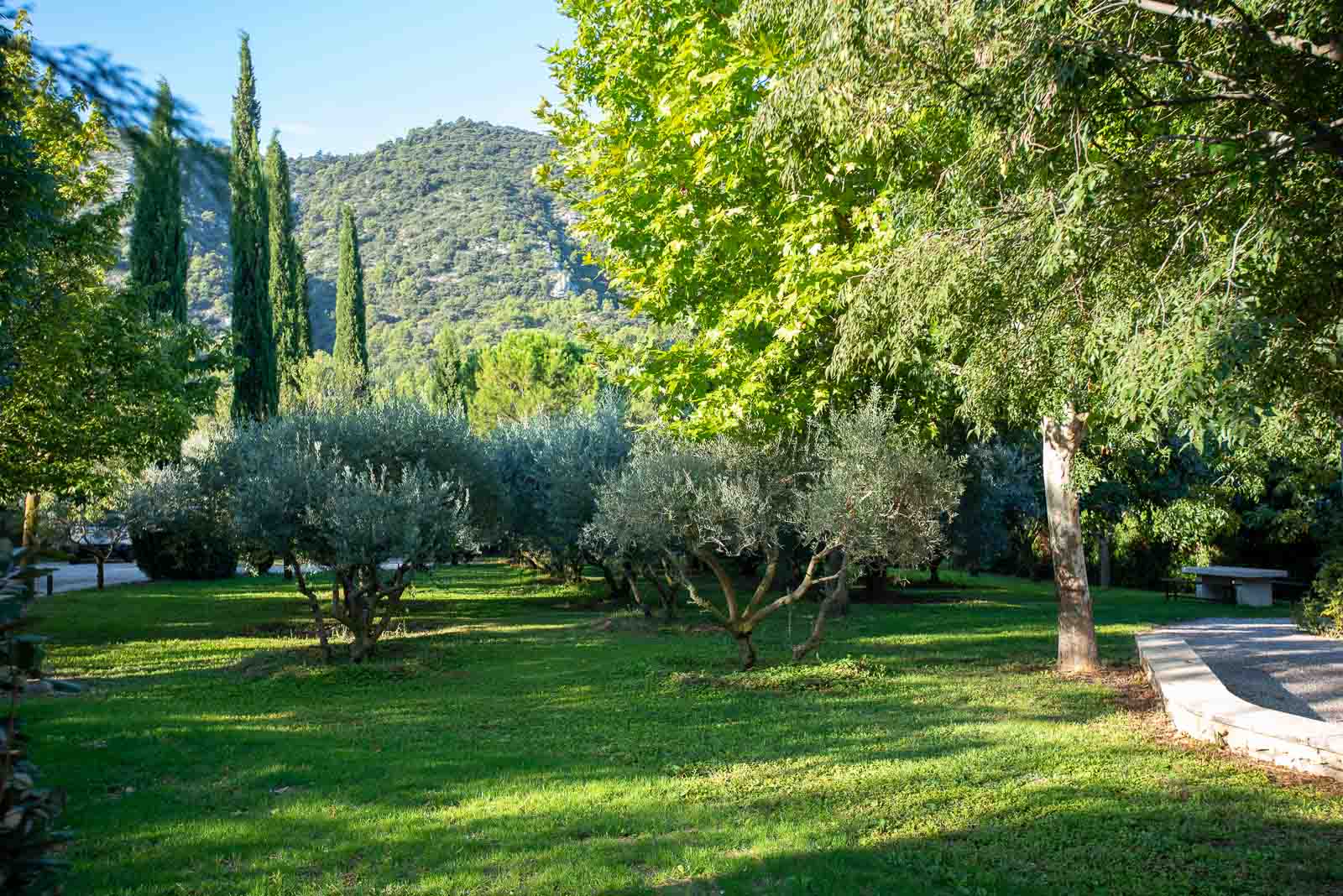 Olive grove garden of Le Champ des Oliviers in Oppède-le-Vieux with the Luberon in the background