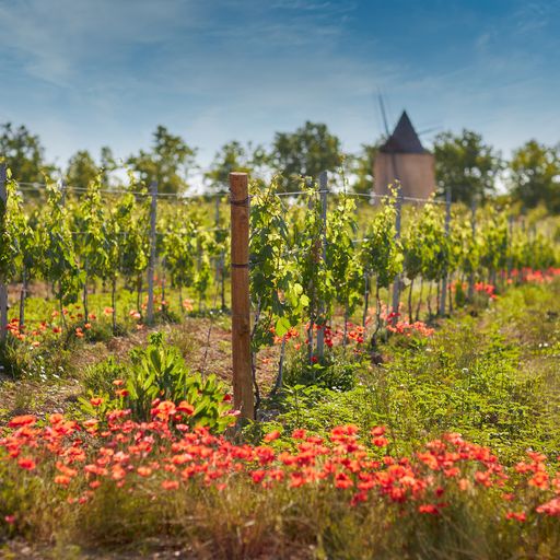 Vineyard of Château de Sannes in the Luberon with poppies in the foreground and a windmill in the background