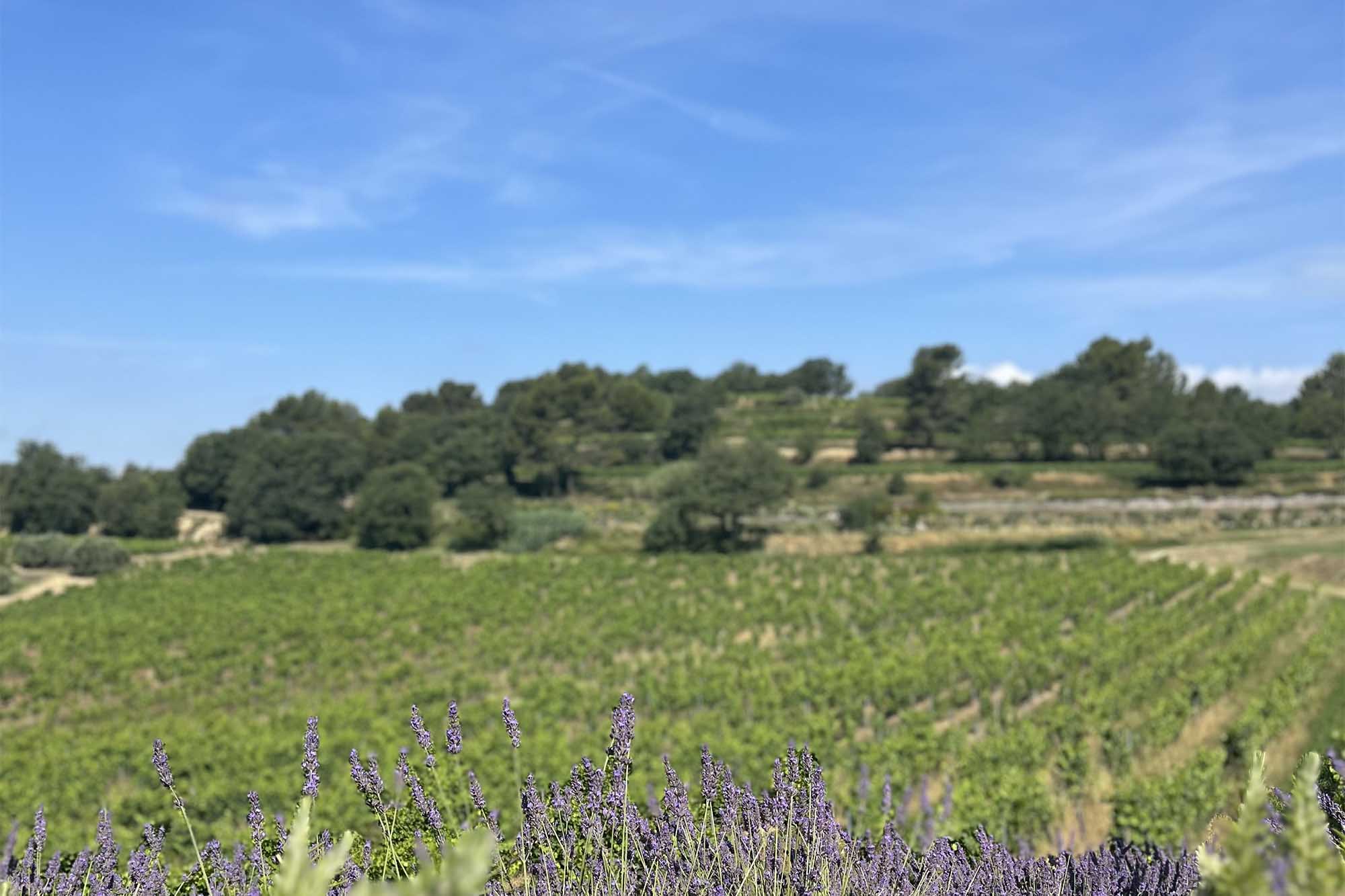 Vines at Domaine de la Coquillade with lavender plants in the foreground, in the Luberon