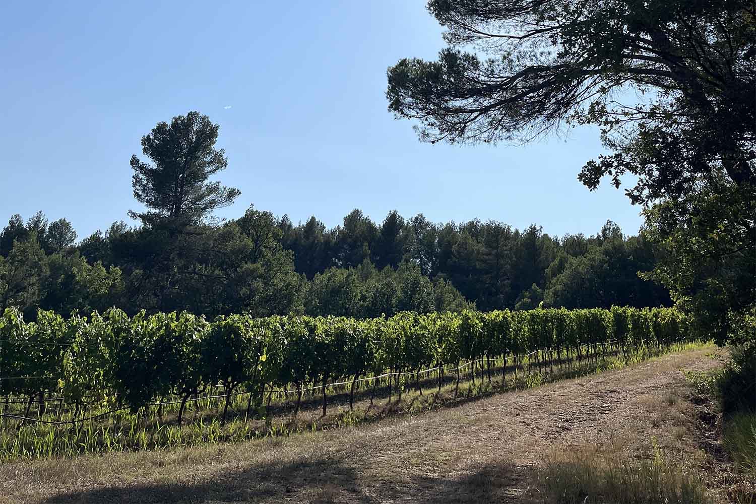 Rows of vines at Domaine de la Coquillade bordered by a pine forest under the blue sky of the Luberon