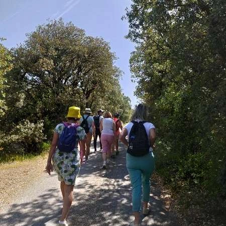 Walk in the Cedar Forest