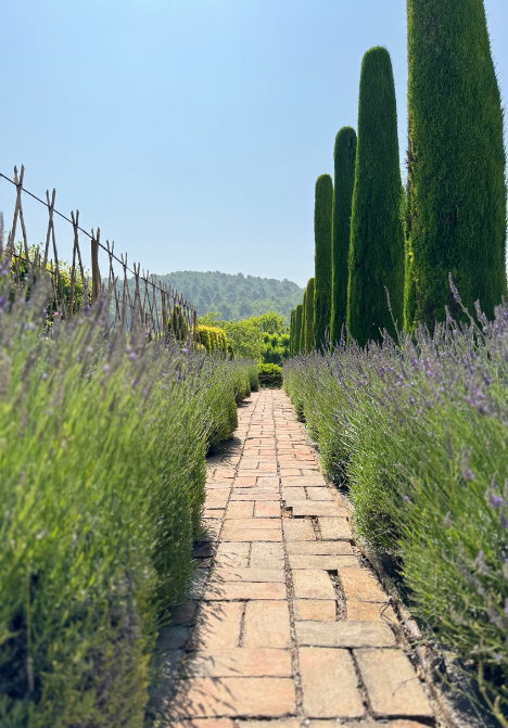 Path lined with lavender and cypress trees in the gardens of Château Val Joanis