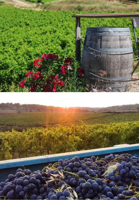Luberon vineyards with wooden barrel and grapes at sunset