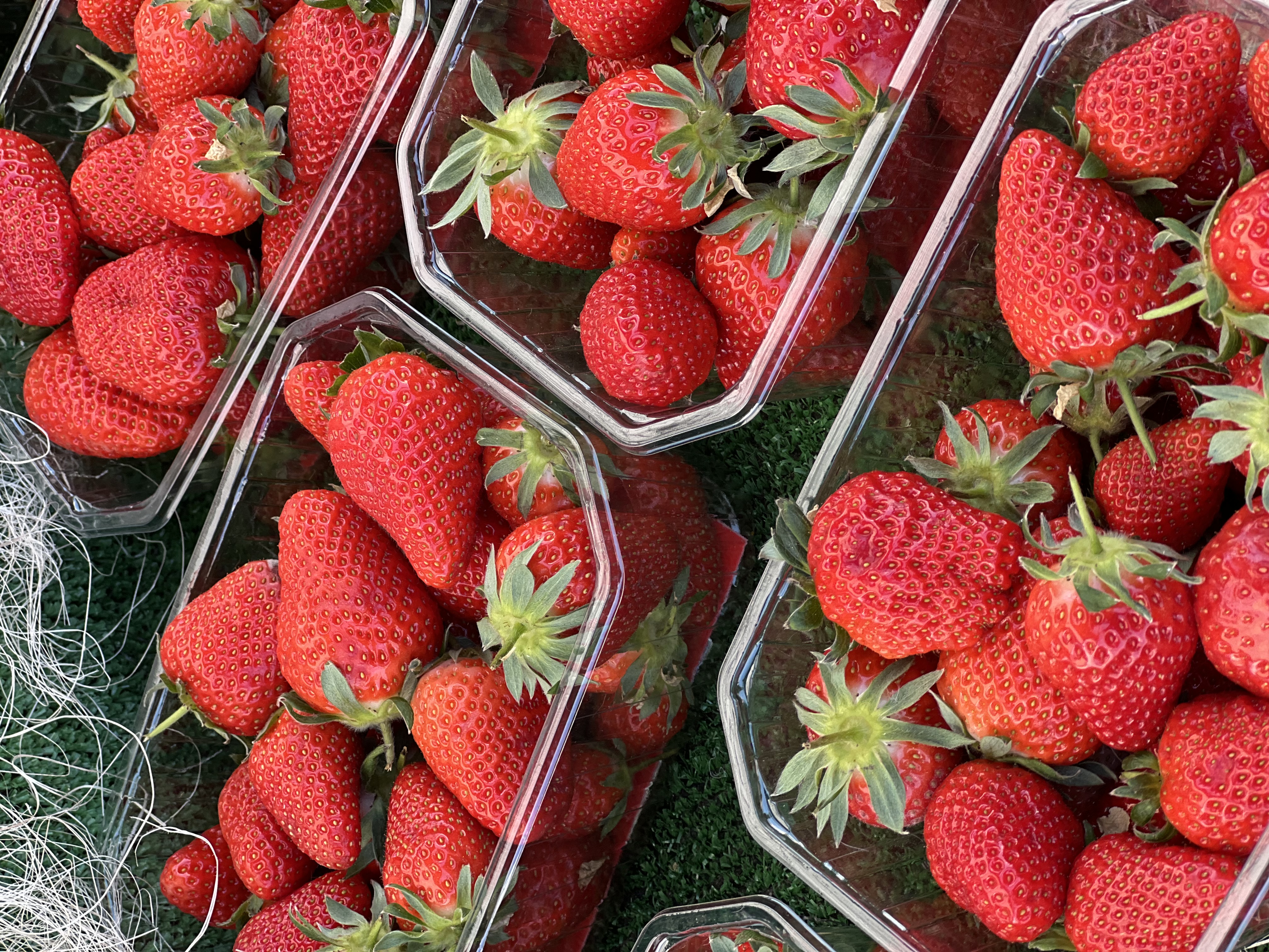 Strawberry varieties from Vaucluse