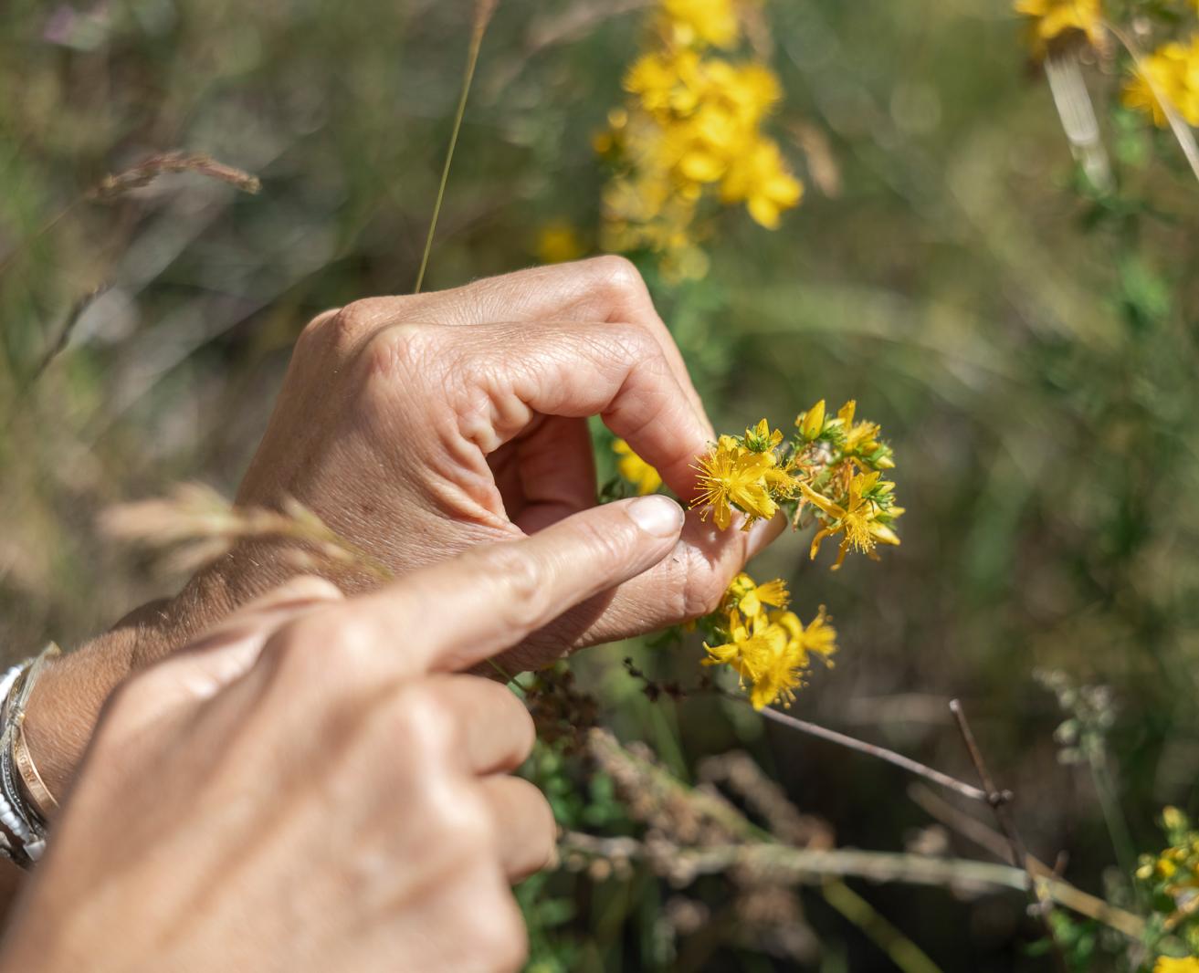 Hand observing a wild plant during a botanical walk in the Luberon at Festival Confit!