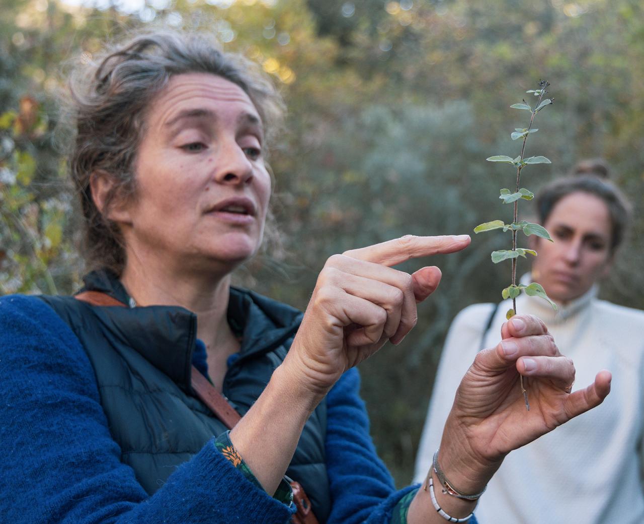 Talk with ethnobotanist Clarisse Le Bas about plants and natural rhythms at Festival Confit!