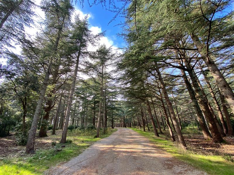 The Cedar Forest in Bonnieux