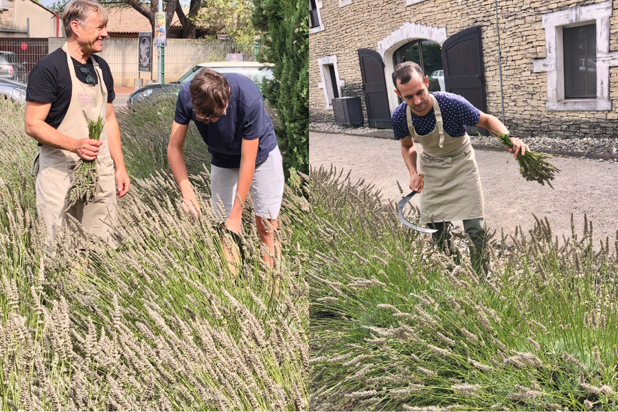 Harvest and distillation festival at the Lavender Museum Luberon in Cabrières-d'Avignon