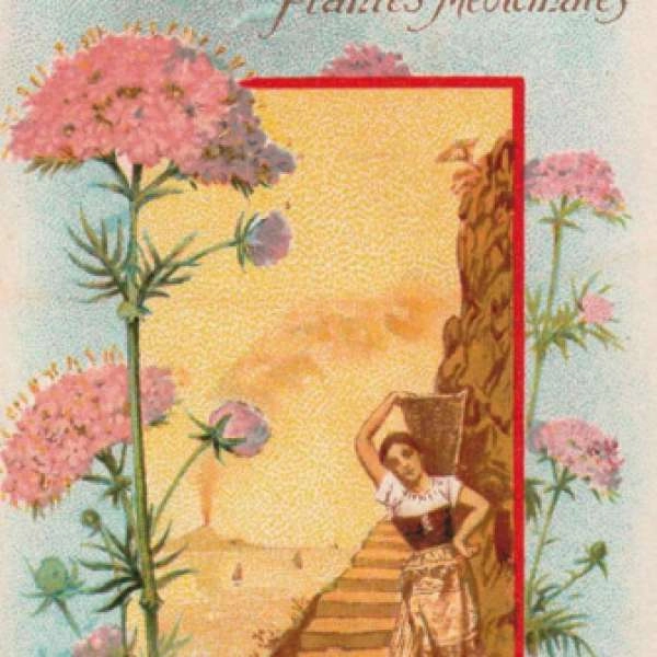 The Magic of Plants - Conference
