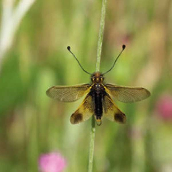 Insects and other small animals that surround us - Conference