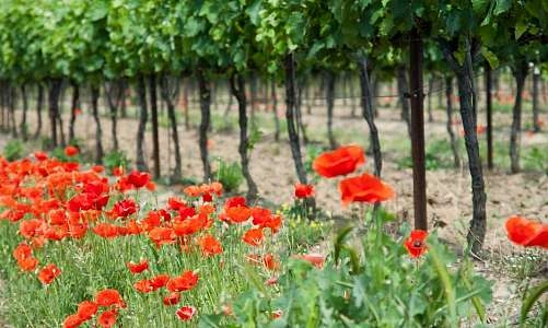 Vignes et Coquelicots